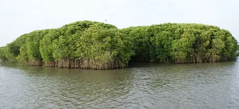 Poovar backwater scenery – Poovar Boating photo 29