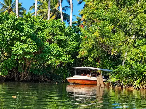 Boat cruising past the mangroves in Poovar – Poovar Boating